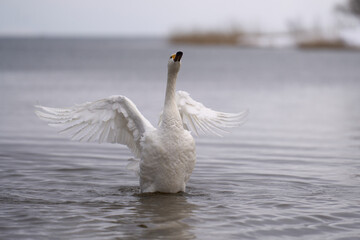 湖面で羽ばたく白鳥