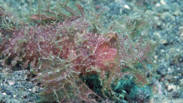 Impressive Pteroidichthys Scorpionfish on ocean floor in Tulamben. Incredible Scorpion fish in Tulamben is virtually invisible on ocean floor due to its effective blend-in ability.