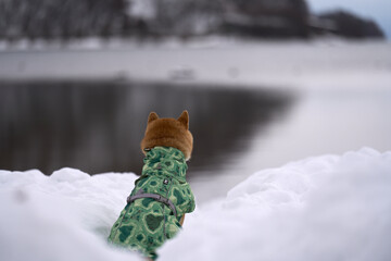 雪の中湖面を見つめるかわいい柴犬