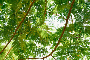 Green leaves on the branches of albicia. Close-up