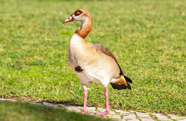Obraz premium A close-up of a Nile goose (Alopochen aegyptiaca) on the ground