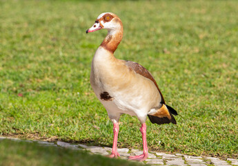 A close-up of a Nile goose on the ground