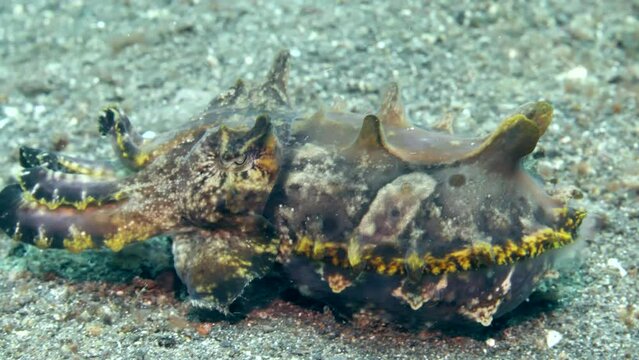 Underwater life of bright cuttlefish Metasepia pfefferi. Cuttlefish strolls along underwater bottom. Amazing world of wild marine nature fascinates on background of clear transparent water.