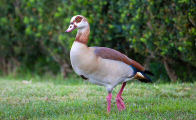 A close-up of a Nile goose on the ground