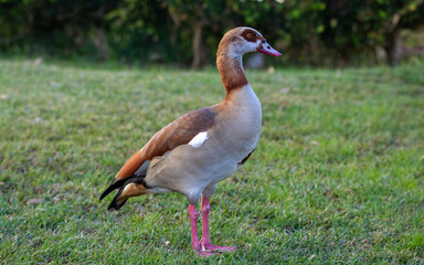 A close-up of a Nile goose (Alopochen aegyptiaca) on the ground