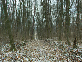 Winter forest in the Kyiv region