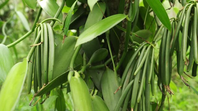 vanilla beans on tree, traditional organic farming, harvest