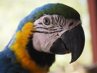 portrait of a  macaw bird in thailand