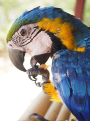portrait of a  macaw bird in thailand