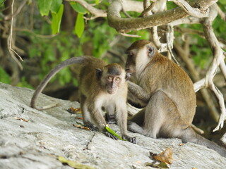Obraz premium monkey beach in thailand phi phi