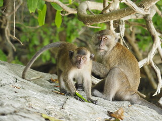 monkey beach in thailand phi phi