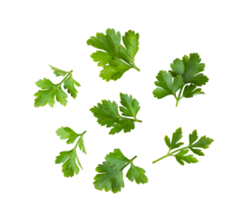 Parsley isolated on transparent png