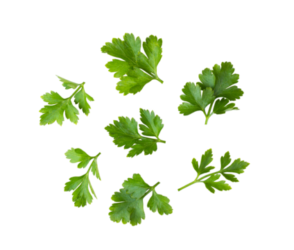 Parsley isolated on transparent png