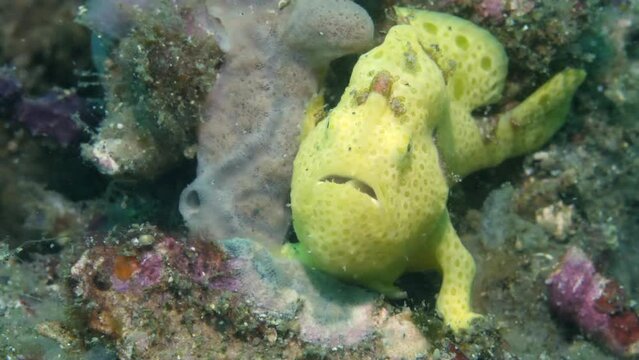 Yellow, sponge-like frog fish in underwater world of Tulamben. Frogfish are known for their ability to change color and blend in with their surroundings, making them expert ambush predators.