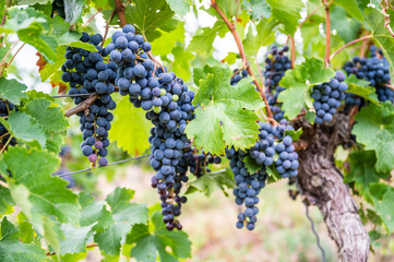 Close-up blue wine grapes hang on a vine plant in a wine country during autumn, green leafs around the grapes