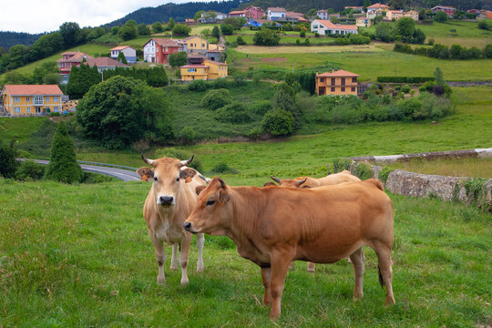 Vacas en un prado verde de Asturias