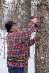 Tapping maple tree,  maple tree tapping or how to tap a maple tree  using modern plastic tubing to collect sap in a sugar bush located in Quebec, Canada. 