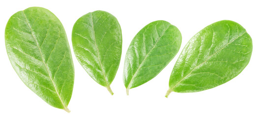 set of leaves  cranberry or lingonberry isolated on white. the entire image in sharpness.