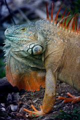 Iguana is a genus of lizard that lives in the tropics. Anolis carolinensis or green anole is a species of tree-dwelling anole lizard, macro lizard, macro iguana, nature