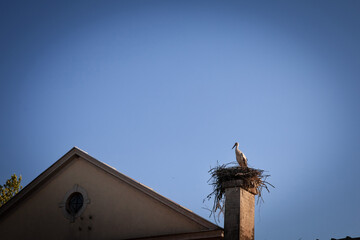 Stork bird standing on its wooden nest, installed on an old chimney on a house building, during a sunny afternoon in Serbia, Balkans, Southeastern Europe..