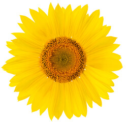 Fototapeta premium sunflower isolated on white background
