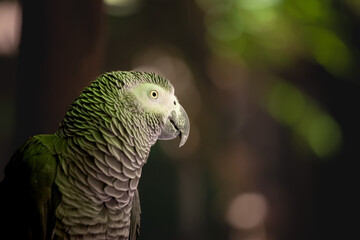 Selective blur on the head of a grey parrot looking at the camera in front of natural background. Gray parrot, or psittacus erithacus, is an African congo parrot..