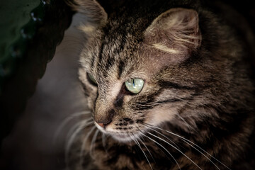 Selective blur on a tabby cat with a focus on its green eyes and head. It's a stray cat from Istanbul, turkey.