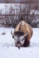 snowy faced bison in winter in Wyoming