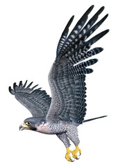 3D Rendering Falcon Bird on White