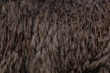 fur texture background