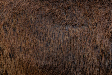 close up of a fur texture