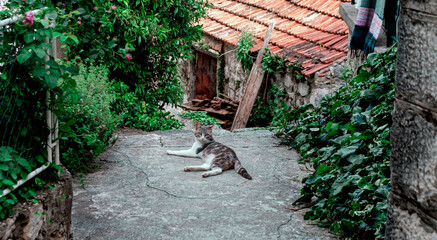 beautiful cat in the narrow old town street, stone buildings, village, red roof