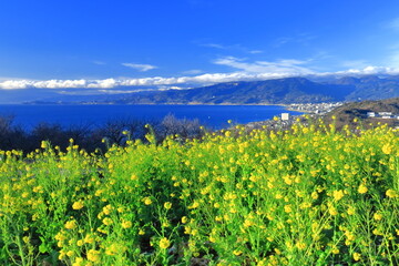 春の訪れを告げる花