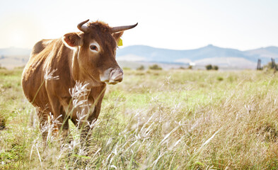 Cow, farm and mockup with a cattle eating in a field for agriculture or sustainability in nature. Animal, bull and dairy or beef farming with a bovine mammal grazing on natural growth outdoor