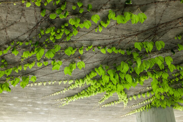 Wilder Wein Parthenocissus quinquefolia rankt am Dach einer Unterführung