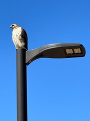 eagle sat on a street light in rice university, Houston, Texas, USA