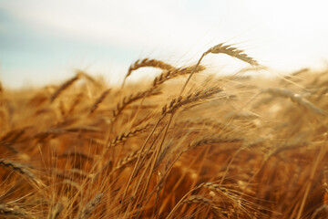 Wheat field. Ears of golden wheat close up. Beautiful Nature Sunset Landscape.