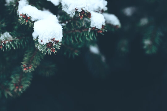 Beautiful Christmas Background with snow covered green pine tree brunch close up. Copy space, trendy moody dark toned design. Vintage December wallpaper. Natural winter holiday forest backdrop