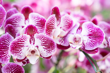 A view of a cluster of small magenta and white colored Phalaenopsis orchids.