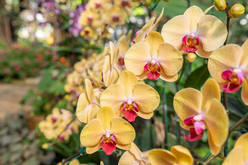 The Beautiful Phalaenopsis Orchid flower blooming in garden floral background