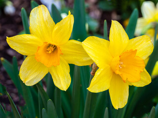 Yellow daffodil flowers blooming in spring