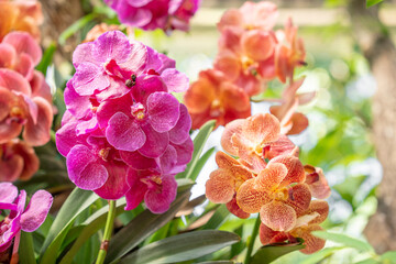 Obraz premium The Yellow and Pink Colored Phalaenopsis orchid on big tree in garden