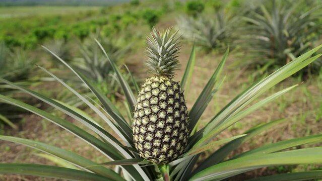 Pineapple fruit on plant growing on organic field