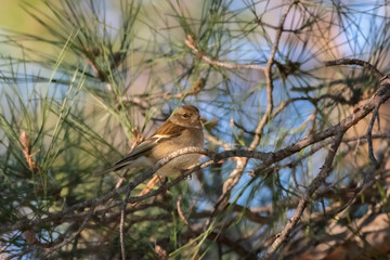 Common Chaffinch perched on a tree branch