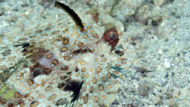 Flying gurnard Dactyloptena orientalis is species of ray-finned fish. Wings of eastern flying gurnard are massive pectoral fins that begin to sway violently in case of danger.