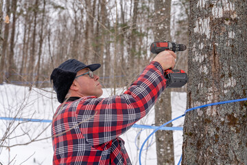 Maple tree tapping or tapping maple tree using plastic tubing and drill to collect sap in a sugarbush located in Quebec, Canada. 
