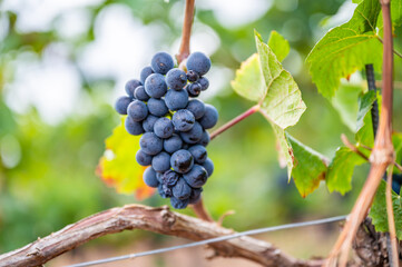 Close-up blue wine grapes hang on a vine plant in a wine country during autumn, green leafs around the grapes
