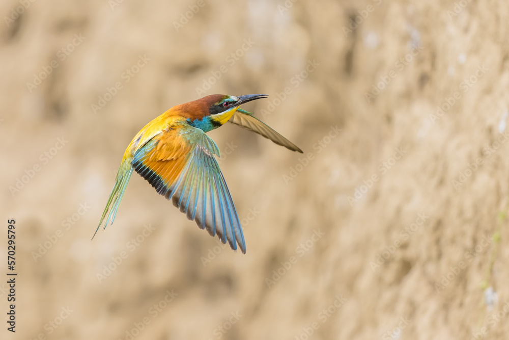 Poster bee eater flying on blurred background