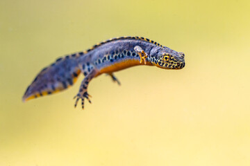 Alpine newt aquatic animal swimming in freshwater habitat