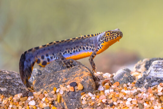 Alpine newt aquatic animal swimming in freshwater habitat
